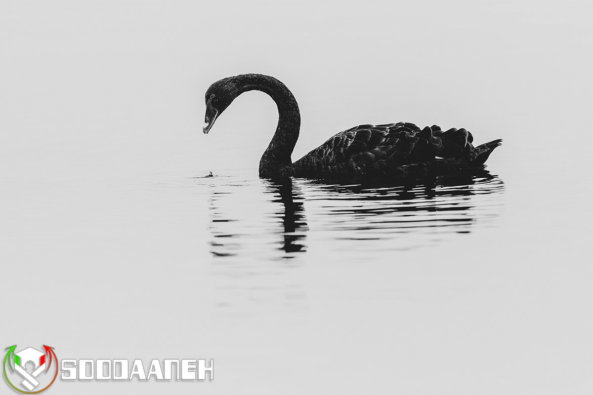  نظریه قوی سیاه (Black Swan) چیست؟ 