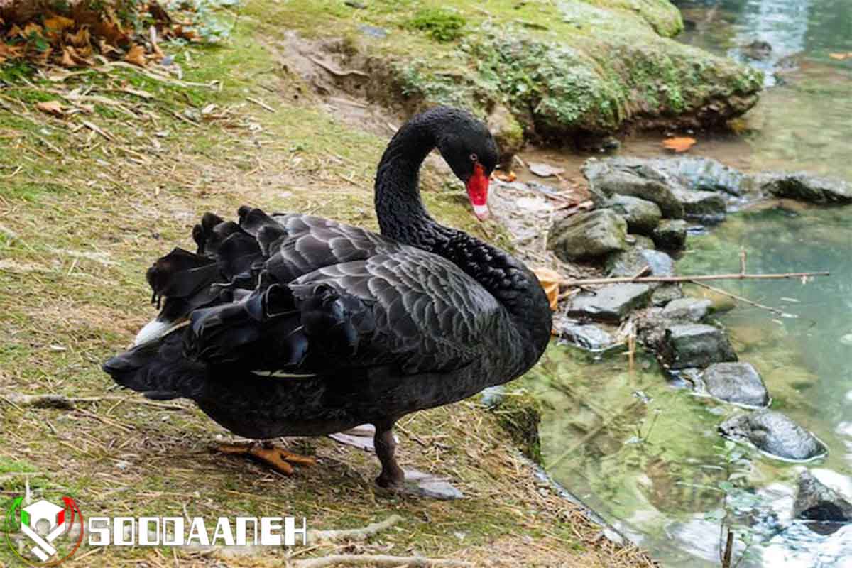  نظریه قوی سیاه (Black Swan) چیست؟ بررسی روش های تشخیص آن